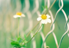 萬企互聯(lián)云網(wǎng)盾防護上線：一鍵攔截掛馬攻擊，零成本保障網(wǎng)站安全！